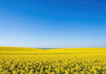 Obraz premium Vibrant yellow rapeseed field stretching toward the horizon beneath a clear, intense blue summer sky, symbolizing growth and nature, horizon, clear, peaceful