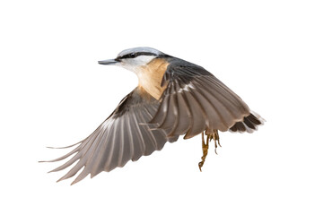 Fototapeta premium Nuthatch in flight isolated on white background
