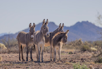 Wild Burros Near Lake Pleasant in the Winter in the Arizona Desert