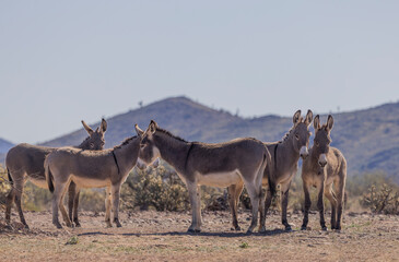 Fototapeta premium Wild Burros Near Lake Pleasant in the Winter in the Arizona Desert
