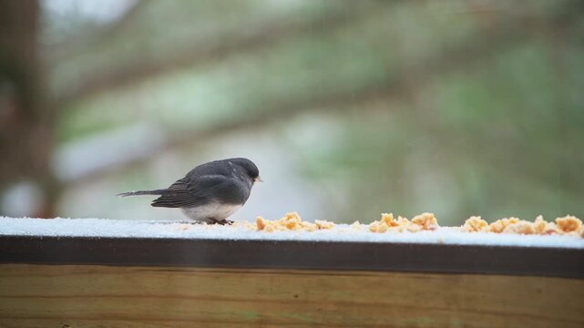 Dark-eyed junco small cute bird perched on balcony on cold winter snow in Virginia, eating suet feed and flying away macro closeup