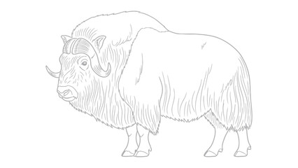 Muskox Profile: A detailed monochrome line drawing of a majestic muskox, showcasing its powerful build, shaggy coat, and impressive horns. This illustration captures the essence of this arctic animal © hafs121