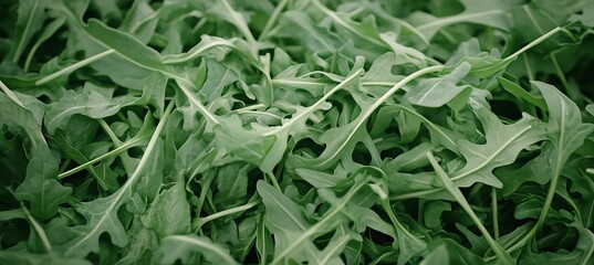 Fototapeta premium Vibrant and Fresh Arugula Leaves with Intricate Veins Ideal for Culinary and Health Projects