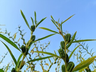 Naklejka premium Low angle view of fresh green sesame pods (Sesamum indicum) growing on stems against a clear blue sky background.