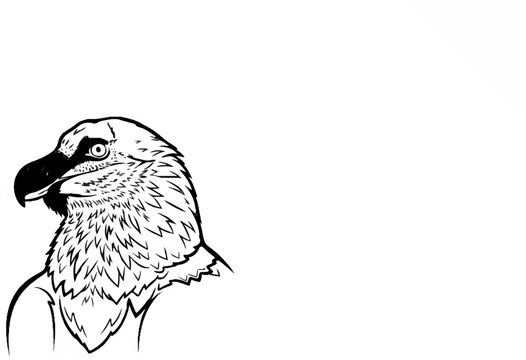 Stylized black and white sketch of a raptor's head with detailed feathers
