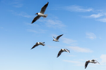 Fototapeta premium Group of black-headed gulls are fly in blue cloudy sky on a sunny day, natural photography