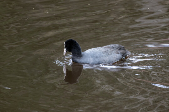 Black waterfowl is on the water. The Eurasian coot also known as the common coot or Australian coot. This is a member of the rail and crake bird family, the Rallidae. Fulica atra