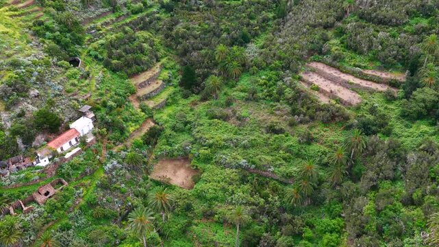 Aerial View Green Terraces Palm Trees Tamargada Agulo La Gomera