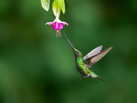 Sword-billed Hummingbird Feeding From Pink Flower In Tropical Forest