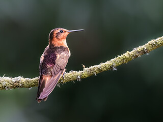 Fototapeta premium Shining Sunbeam Hummingbird Perched on Mossy Branch in Cloud Forest