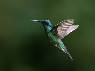 Fototapeta premium Sparkling Violetear Hummingbird Hovering in Flight Over Green Background