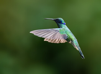 Fototapeta premium Sparkling Violetear Hummingbird Hovering in Flight Over Green Background