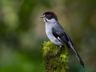 Fototapeta premium Northern Slaty Brushfinch Perched on Mossy Branch in Cloud Forest