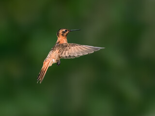 Fototapeta premium Shining Sunbeam Hummingbird Hovering Against Blurred Green Background