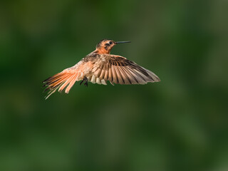 Obraz premium Shining Sunbeam Hummingbird Hovering Against Blurred Green Background