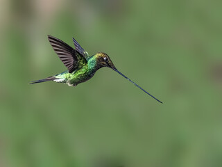 Fototapeta premium Sword-billed Hummingbird Flying Against Blurred Green Background