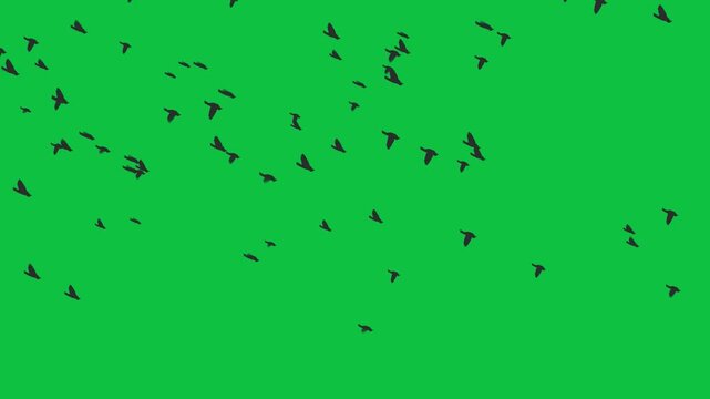 2D Birds Flock Flying with Wings in the Sky Animation for Nature and Freedom Visuals
