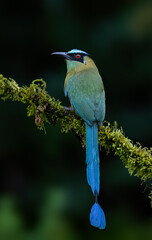 Obraz premium Andean Motmot Perched on Mossy Branch in Tropical Cloud Forest