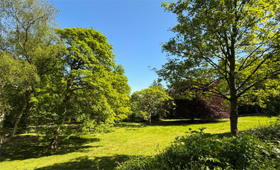 Naklejka premium A tranquil scene where lush green trees rise against a bright blue sky. Sunlight drifts through the canopy, casting soft, dappled shadows across an open sweep of grass by Keighley Road, Bradford, UK