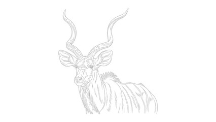 Fototapeta premium Graceful Kudu Illustration: An elegant line drawing of a majestic kudu, showcasing its impressive spiral horns and serene presence.