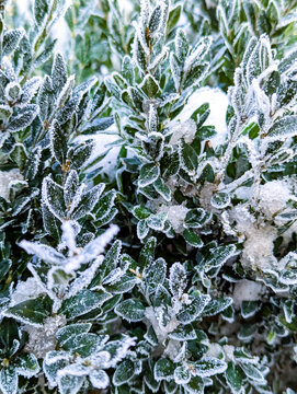 Some bushes and the surrounding lawn are slightly covered in a crisp morning frost, suggesting the arrival of early winter or a cold autumn. High quality photo