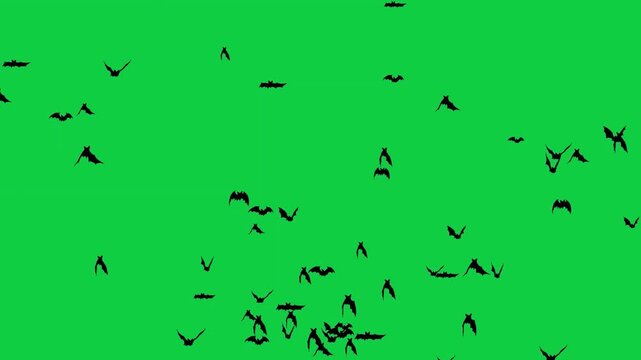 Animated Silhouette Halloween Bats Flying Animation Isolated for Spooky Scenes

