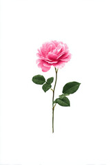 Fototapeta premium Single pink rose blossom with green leaves showing gentle romance and natural elegance isolated on white background looking soft