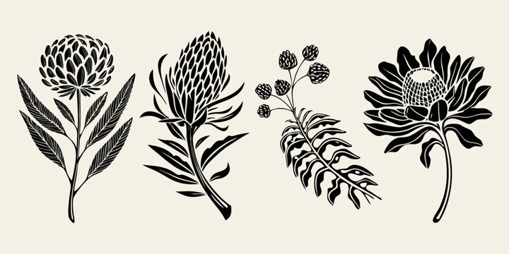 Botanical illustration of protea flowers and foliage in black and white