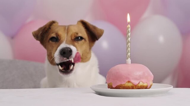 Happy pet birthday concept. Small dog looking at a donut with a lit candle. Festive scene with pastel balloons. Caring for domestic animals and celebrating milestones together.