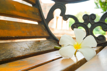 Fototapeta premium White frangipani flower resting on a wooden bench in a peaceful garden. Close up tropical flower with soft natural light and blurred background, creating a calm and relaxing nature scene.