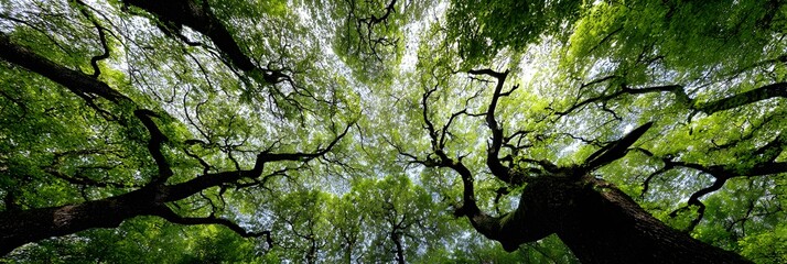 Looking Up into a Canopy of Trees, creating a sense of peace and natural beauty