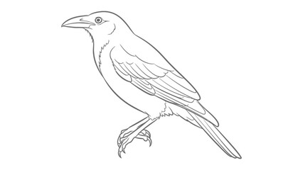 Obraz premium Elegant Sketch: A detailed, artistic line drawing of a raven bird. the simple art with the beautiful contour, invites the viewer into the nature
