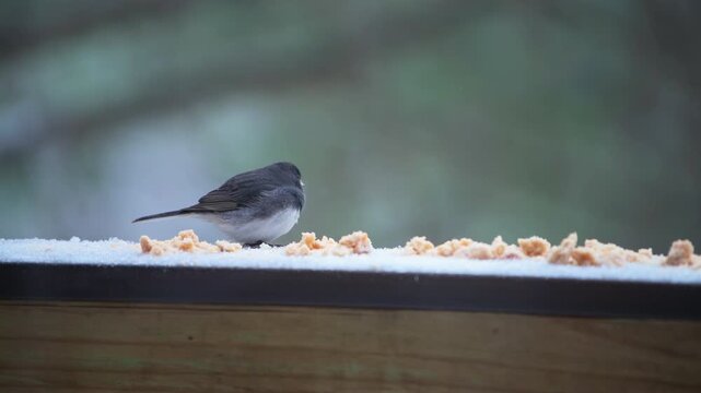 Dark-eyed junco cute wild bird perched on balcony at cold winter snow in Virginia eating seeds and suet feed food macro closeup