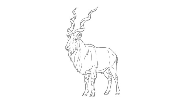 Markhor: A majestic markhor with impressive spiral horns stands confidently. This artful illustration beautifully captures the goat-antelope.