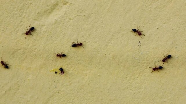 Macro Close-Up Of Ants Marching In A Line Along A Pheromone Trail, Tiny Insects Demonstrating Teamwork, Navigation And Communication On Natural Ground Surface, Detailed Wildlife Behavior Scene.