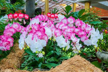 Fototapeta na wymiar Orchid Elegance A Symphony of Pink and White
