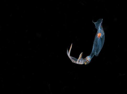 Translucent juvenile squid drifting during a blackwater dive in the open ocean night