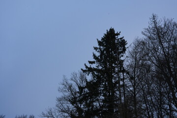 Obraz premium Schnee und Landschaft im Januar