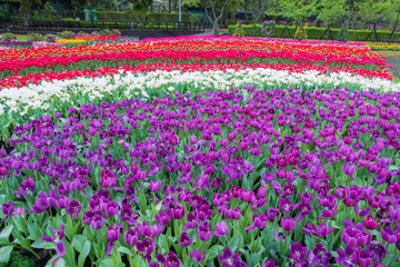 The Rolling Waves of Tulips Across the Garden