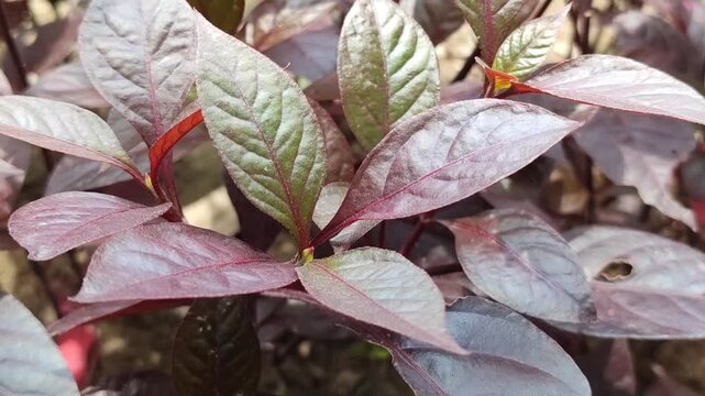 Alternanthera dentata leaves with rich purple color, showing ornamental foliage and vibrant tropical plant texture in garden environment.