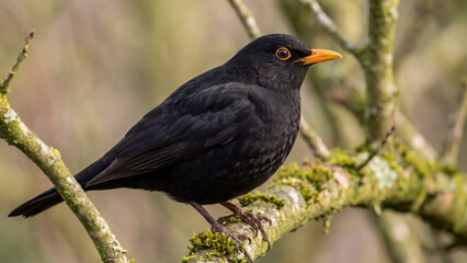 blackbird on a branch