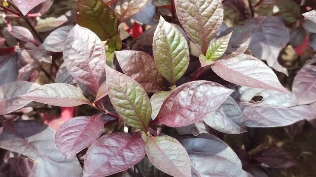 Alternanthera dentata leaves with rich purple color, showing ornamental foliage and vibrant tropical plant texture in garden environment.