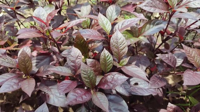 Alternanthera dentata leaves with rich purple color, showing ornamental foliage and vibrant tropical plant texture in garden environment.