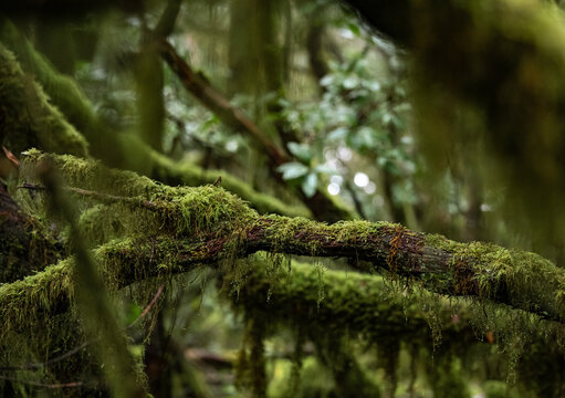 Moss and Epiphytic Bryophytes on Trees Garajonay National Park Laurel Forest La Gomera