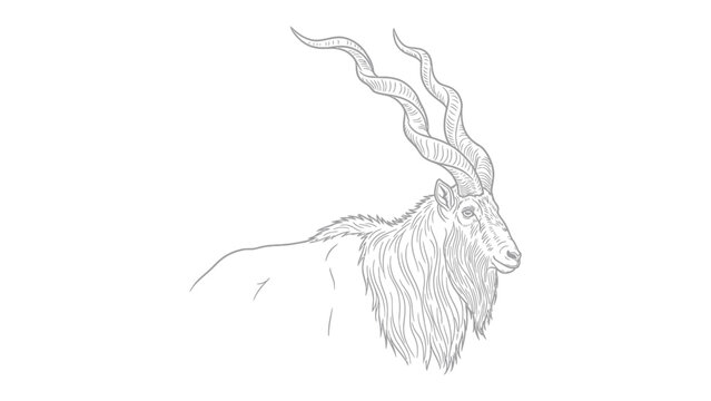 Sketch of Markhor: A detailed monochrome sketch of a majestic Markhor, showcasing the goat's iconic spiral horns, thick fur, and powerful build.