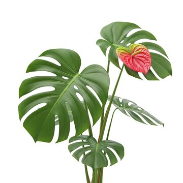 Monstera Plant with Red Anthurium Flower Isolated on White Background