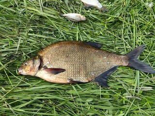 A large bream was caught in the river and is lying on the grass, excellent fishing.