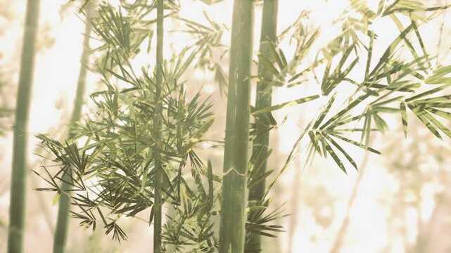 soft light bamboo stems with haze and warm tones, vertical silhouettes offer minimal calming composition for yoga, meditation, spa or mindful living campaigns.