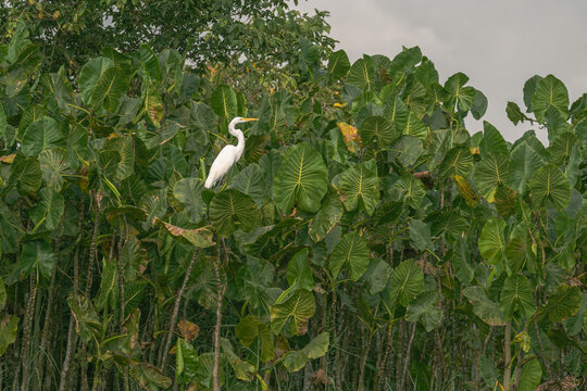 H&eacute;ron dans les Marais de Kaw 