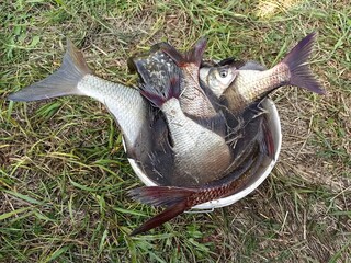 Lots of fish in the bucket, good catch.